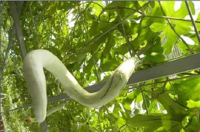 庭院栽种蛇瓜技术