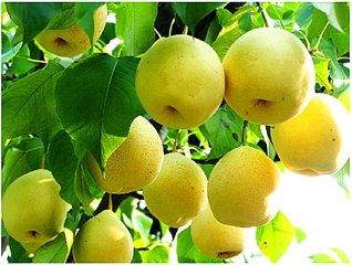 梨树施用有机肥的技术
