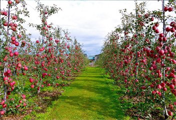 洛川苹果施用有机肥的方法-洛川土壤管理（二）