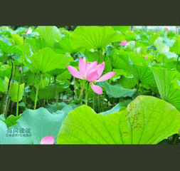 开心快乐每一天_侠女小龙女1936273221_新浪博客