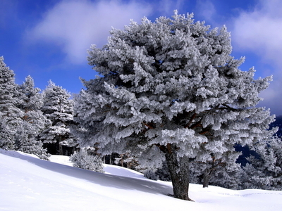 冬天美丽的雪景图片