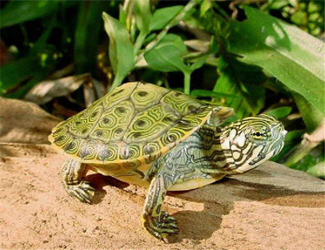 乌龟是两栖动物吗?