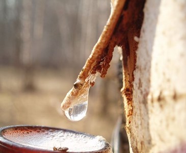 Березовый сок.Вы собира Березовый сок.Вы собира