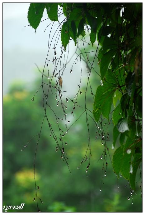 写细雨蒙蒙的优美句子