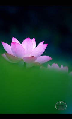 佛教莲花手机壁纸_佛教莲花手机壁纸图片大全图片