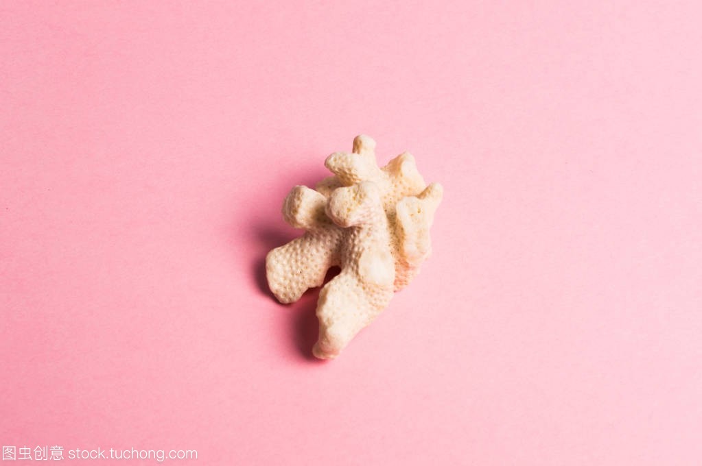 Sea coral on the pink background. Travel conce Sea coral on the pink background. Travel conce