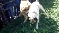 【беркут】高加索猎狼犬金雕打斗 4 【беркут】高加索猎狼犬金雕打斗 4