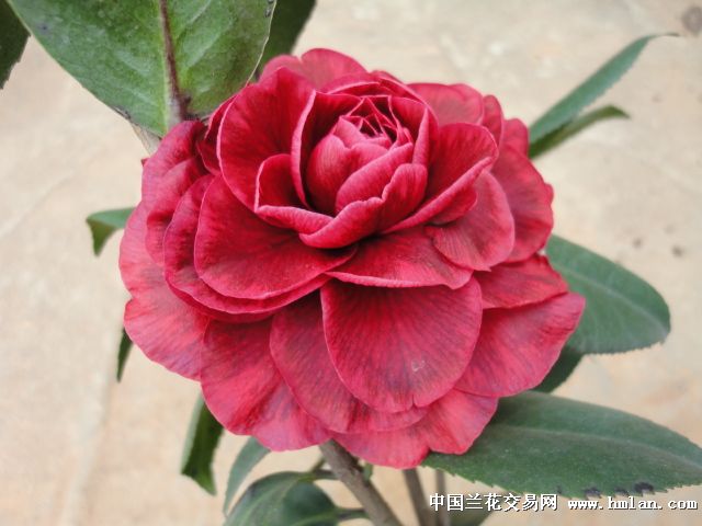 红叶贝拉茶花图片
