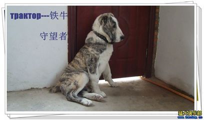 出售爱犬 трактор铁牛 明码 高加索 出售爱犬 трактор铁牛 明码 高加索