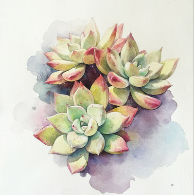 手绘多肉水彩图片