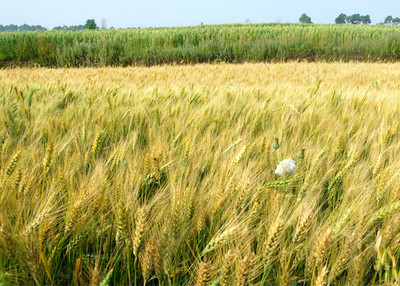 燕麦施用有机肥的技术