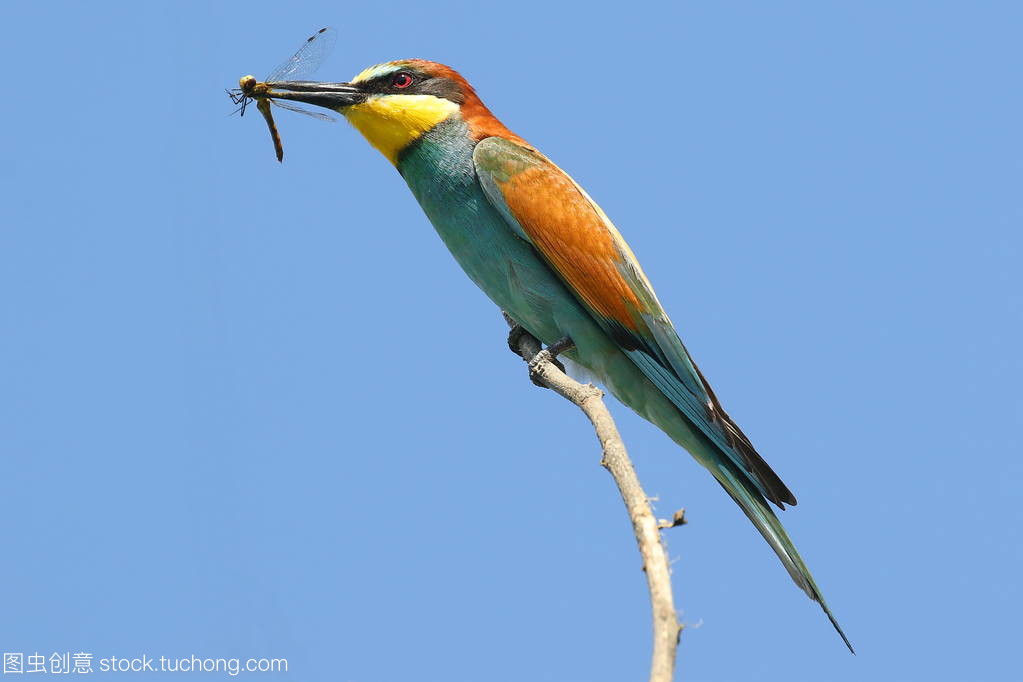 n incredibly colourful bird with an unmistakable n incredibly colourful bird with an unmistakable