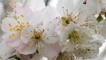 写木瓜花红花的唯美句子