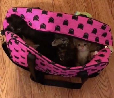 10 крохотных котят и пар 10 крохотных котят и пар