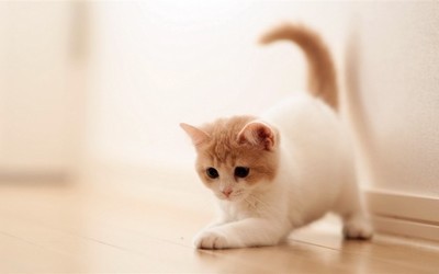 萌猫图片_动物植物_电脑壁纸_主题之家下载站-27kb