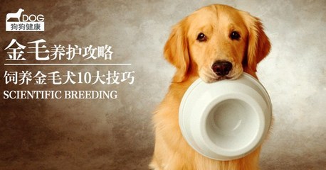 宠物狗_宠物狗的种类|品种,狗狗图片,狗狗价-53kb