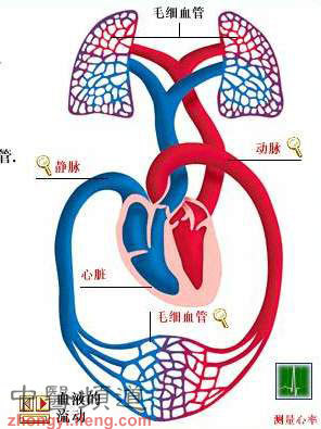 人体血液运行图图片来自网络如有侵权请联系删除