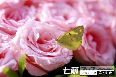 离月经还有一天,可以可以喝益母草吗